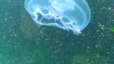 Genel denizanası, ay denizanası (Aurelia aurita) Karadeniz 'de algler üzerinde yüzer.