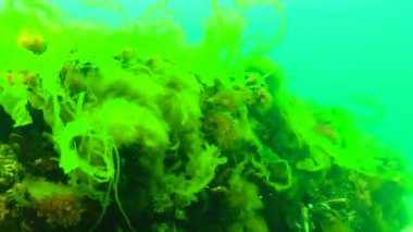 Karadeniz 'de yeşil ve kırmızı algler (Enteromorpha, Ulva, Seramium, Polisiphonia, Cladophora)