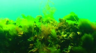 Karadeniz 'de yeşil ve kırmızı algler (Enteromorpha, Ulva, Seramium, Polisiphonia, Cladophora)