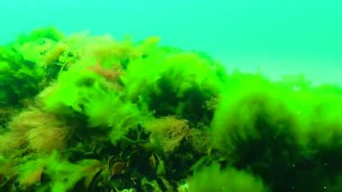 Karadeniz 'de yeşil ve kırmızı algler (Enteromorpha, Ulva, Seramium, Polisiphonia, Cladophora)