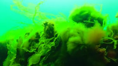 Karadeniz 'de yeşil ve kırmızı algler (Enteromorpha, Ulva, Seramium, Polisiphonia, Cladophora)
