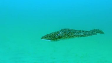 Karadeniz Balığı. Karadeniz Turbotu (Scophthalmus maeoticus), ticari türler