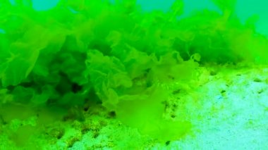 Karadeniz 'de yeşil ve kırmızı algler (Enteromorpha, Ulva, Seramium, Polisiphonia, Cladophora)