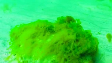 Karadeniz 'de yeşil ve kırmızı algler (Enteromorpha, Ulva, Seramium, Polisiphonia, Cladophora)