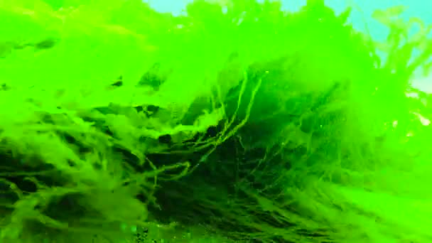 黑海绿藻和红藻 肠水藻 乌尔瓦藻 小儿麻痹藻 克氏藻 — 图库视频影像