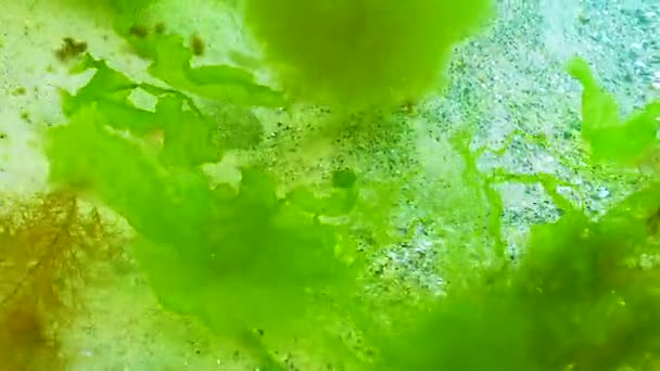 Gröna Och Röda Alger Enteromorpha Ulva Ceramium Polisiphonia Cladophora Svarta — Stockvideo