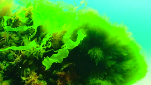黑海绿藻和红藻 肠水藻 乌尔瓦藻 小儿麻痹藻 克氏藻 — 图库视频影像