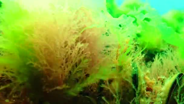 Πράσινη Και Κόκκινη Άλγη Της Μαύρης Θάλασσας Enteromorpha Ulva Ceramium — Αρχείο Βίντεο