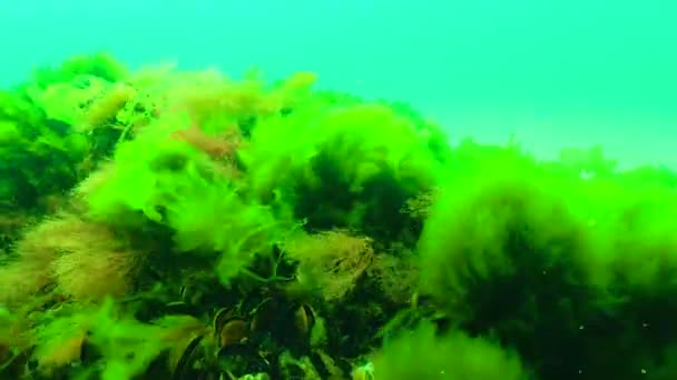 Πράσινη Και Κόκκινη Άλγη Της Μαύρης Θάλασσας Enteromorpha Ulva Ceramium — Αρχείο Βίντεο