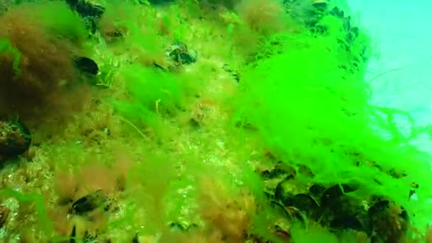 Algas Verdes Rojas Del Mar Negro Enteromorpha Ulva Ceramium Polisiphonia — Vídeo de stock