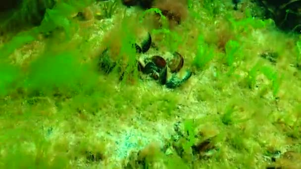 Schwarzmeergrüne Und Rotalgen Enteromorpha Ulva Ceramium Polisiphonia Cladophora Schwarzen Meer — Stockvideo