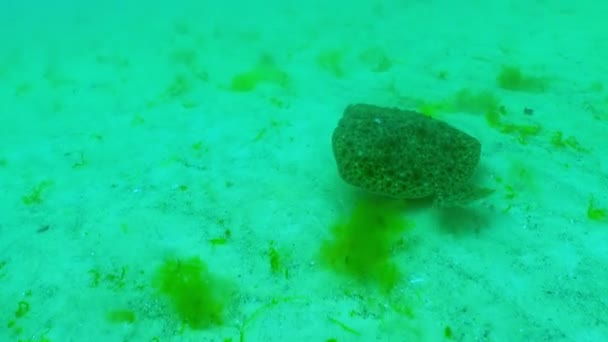 Peces Del Mar Negro Rodaballo Kalkan Del Mar Negro Scophthalmus — Vídeos de Stock