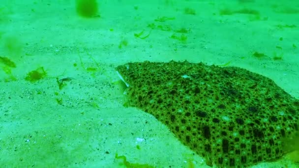 Peces Del Mar Negro Rodaballo Kalkan Del Mar Negro Scophthalmus — Vídeos de Stock