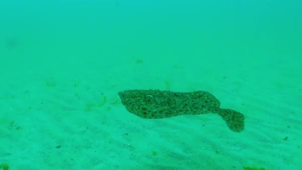 Peixes Mar Negro Turbot Kalkan Mar Negro Scophthalmus Maeoticus Espécies — Vídeo de Stock