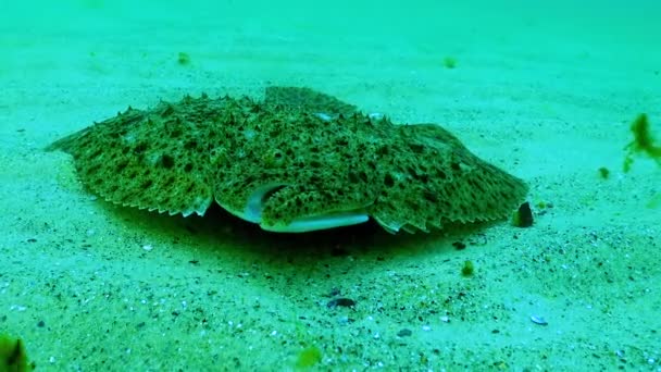 Karadeniz Balığı Karadeniz Turbotu Scophthalmus Maeoticus Ticari Türler — Stok video