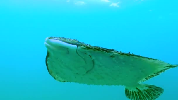 Ψάρια Της Μαύρης Θάλασσας Καλκάνι Της Μαύρης Θάλασσας Scophthalmus Maeoticus — Αρχείο Βίντεο