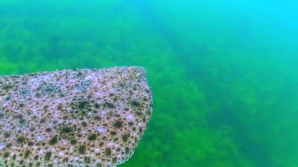 Peces Del Mar Negro Rodaballo Kalkan Del Mar Negro Scophthalmus — Vídeos de Stock