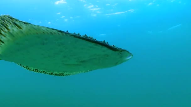 Karadeniz Balığı Karadeniz Turbotu Scophthalmus Maeoticus Ticari Türler — Stok video