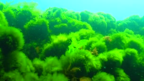 Algas Verdes Rojas Del Mar Negro Enteromorpha Ulva Ceramium Polisiphonia — Vídeos de Stock