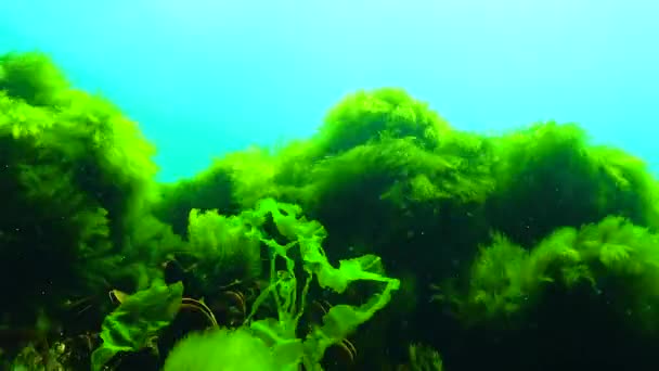 Schwarzmeergrüne Und Rotalgen Enteromorpha Ulva Ceramium Polisiphonia Cladophora Schwarzen Meer — Stockvideo