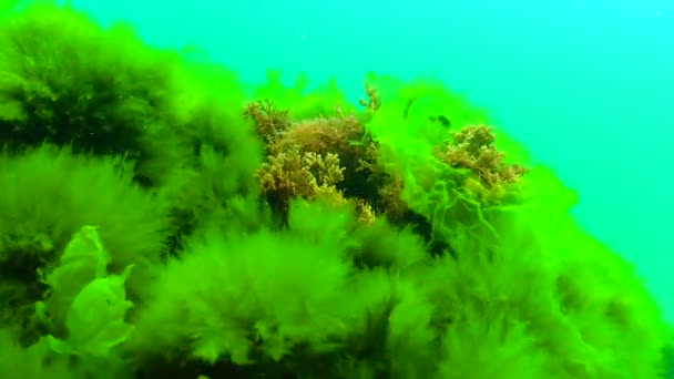 Algas Verdes Rojas Del Mar Negro Enteromorpha Ulva Ceramium Polisiphonia — Vídeos de Stock