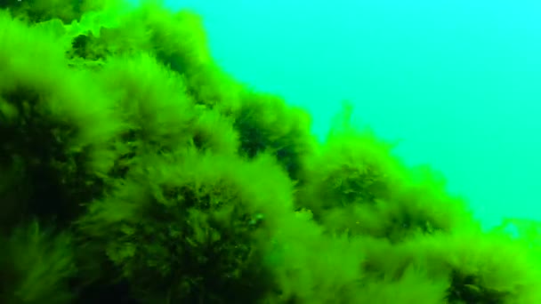 黒海の黒海の緑と赤藻 エンテロモルマ ウルヴァ セラミウム ポリフォニア クロドフォラ — ストック動画