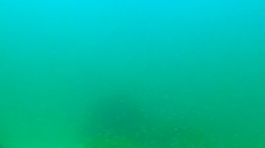 Akdeniz kum yılanbalığı (Gymnammodytes cicerelus), Karadeniz, Ukrayna 'da deniz tabanının üzerinde büyük bir balık sürüsü.