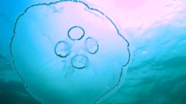 Genel denizanası, ay denizanası (Aurelia aurita) Karadeniz 'de algler üzerinde yüzer.