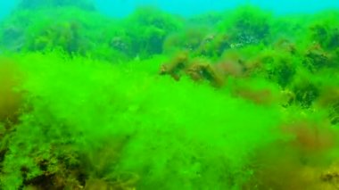 Karadeniz 'de yeşil ve kırmızı algler (Enteromorpha, Ulva, Seramium, Polisiphonia, Cladophora)