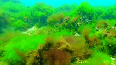 Karadeniz 'de yeşil ve kırmızı algler (Enteromorpha, Ulva, Seramium, Polisiphonia, Cladophora)