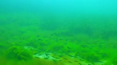 Avrupa lahanası (Sprattus sprattus), Karadeniz 'de deniz yosunlarının arka planına karşı yüzen küçük bir balık sürüsü.