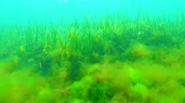 Karadeniz yeşil ve kırmızı algler (Zostera, Enteromorpha, Ulva, Seramium, Polisiphonia, Cladophora) Karadeniz 'de