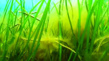 Karadeniz yeşil ve kırmızı algler (Zostera, Enteromorpha, Ulva, Seramium, Polisiphonia, Cladophora) Karadeniz 'de