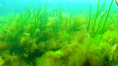Karadeniz yeşil ve kırmızı algler (Zostera, Enteromorpha, Ulva, Seramium, Polisiphonia, Cladophora) Karadeniz 'de