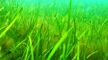 Karadeniz yeşil ve kırmızı algler (Zostera, Enteromorpha, Ulva, Seramium, Polisiphonia, Cladophora) Karadeniz 'de