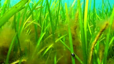 Karadeniz yeşil ve kırmızı algler (Zostera, Enteromorpha, Ulva, Seramium, Polisiphonia, Cladophora) Karadeniz 'de