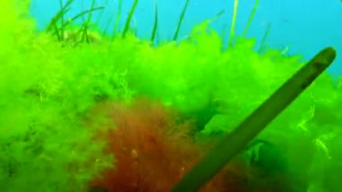Karadeniz yeşil ve kırmızı algler (Zostera, Enteromorpha, Ulva, Seramium, Polisiphonia, Cladophora) Karadeniz 'de