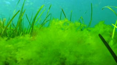 Karadeniz yeşil ve kırmızı algler (Zostera, Enteromorpha, Ulva, Seramium, Polisiphonia, Cladophora) Karadeniz 'de