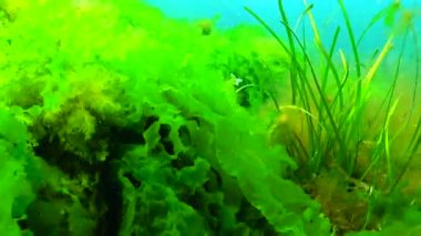 Karadeniz yeşil ve kırmızı algler (Zostera, Enteromorpha, Ulva, Seramium, Polisiphonia, Cladophora) Karadeniz 'de