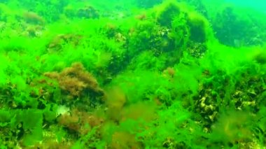 Karadeniz 'de yeşil ve kırmızı algler (Enteromorpha, Ulva, Seramium, Polisiphonia, Cladophora)