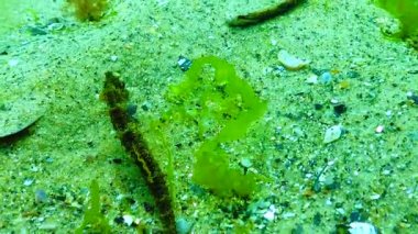 Kısa burnu denizatı (Hipokampus hipokampus). Karadeniz. Ukrayna.