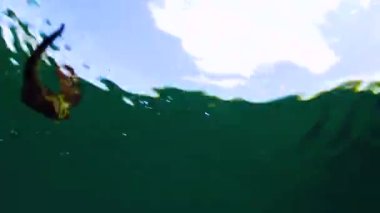 Kısa burnu denizatı (Hipokampus hipokampus). Karadeniz. Ukrayna.