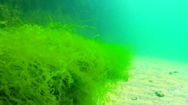 Karadeniz 'de yeşil ve kırmızı algler (Enteromorpha, Ulva, Seramium, Polisiphonia, Cladophora)