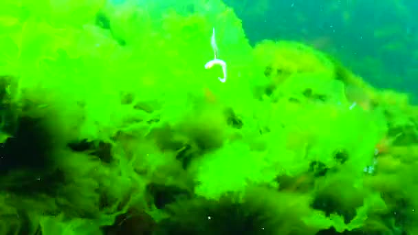 Karadeniz Yeşil Kırmızı Algler Enteromorpha Ulva Seramium Polisiphonia Cladophora — Stok video