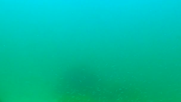Havsål Gymnammodytes Cicerelus Stor Flock Småfisk Ovanför Havsbotten Svarta Havet — Stockvideo