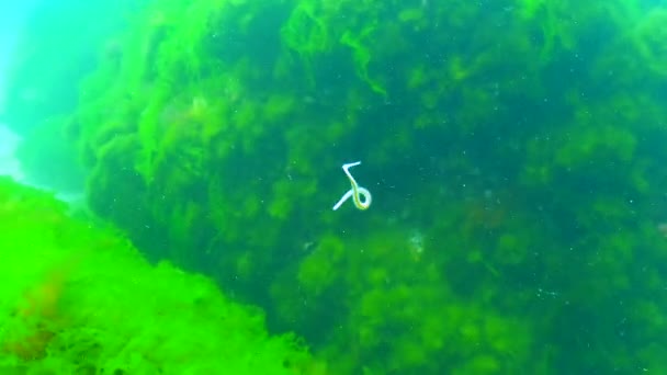 Ein Kleiner Meereswurm Polychaete Schwimmt Vor Dem Hintergrund Von Algen — Stockvideo