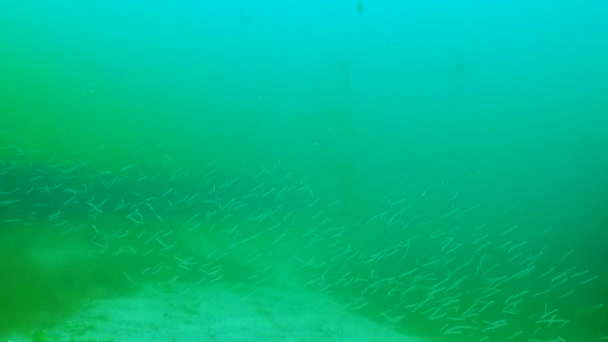 Mittelmeer Sandaal Gymnammodytes Cicerelus Großer Schwarm Kleiner Fische Über Dem — Stockvideo