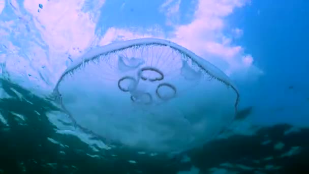 常见的水母 月球水母 Aurelia Aurita 在黑海的海藻上游动 — 图库视频影像