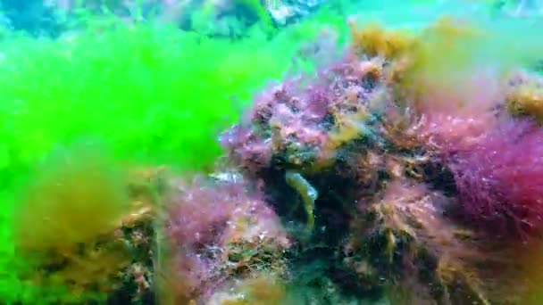 Черноморские Зеленые Красные Водоросли Enteromorpha Ulva Ceramium Polisiphonia Cladophora Черном — стоковое видео