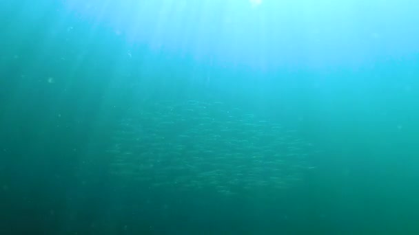 欧洲的一种小鱼 Sprattus Sprattus 在黑海的海藻背景下游动 — 图库视频影像